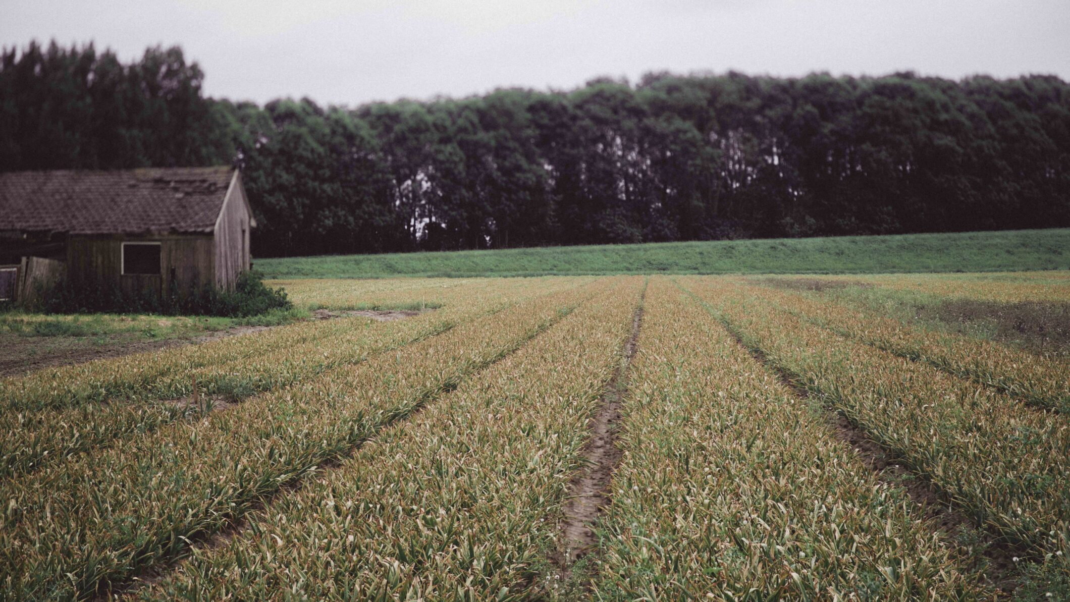 Verhalen. Gr.Zw, M Duyvestijn. PvA landschap